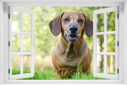 Fototapeta Naklejka Na Ścianę Okno 3D - young puppy brown dachsund playing in the nature in summer