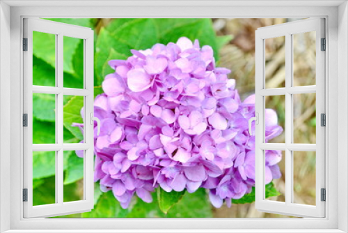 Fototapeta Naklejka Na Ścianę Okno 3D - hydrangea flower in blue bloom