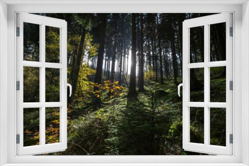 Fototapeta Naklejka Na Ścianę Okno 3D - german coniferous forest