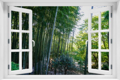 Fototapeta Naklejka Na Ścianę Okno 3D - 新緑の頃の圓光寺の境内風景