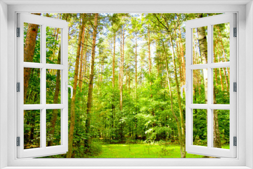 Fototapeta Naklejka Na Ścianę Okno 3D - Natural Background Foliage Beauty