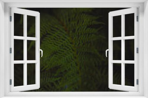 Fototapeta Naklejka Na Ścianę Okno 3D - Liść paproci
