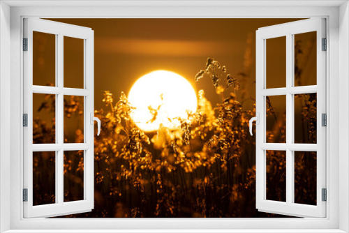 Fototapeta Naklejka Na Ścianę Okno 3D - Krajobraz o wschodzie słońca, Zimowy wschód słońca - wielkie słońce, trawy i drzewa.