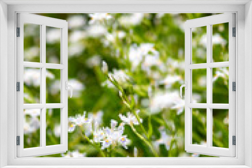 Fototapeta Naklejka Na Ścianę Okno 3D - 鎌倉　光則寺のシャガの花