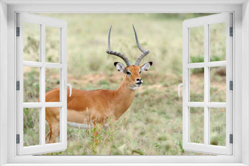 Fototapeta Naklejka Na Ścianę Okno 3D - Impala
