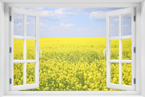 Fototapeta Naklejka Na Ścianę Okno 3D - yellow rapeseed field