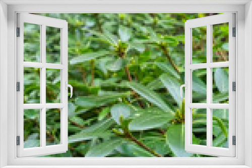 Fototapeta Naklejka Na Ścianę Okno 3D - Pittosporum tobira or Australian laurel pruned globe form plant