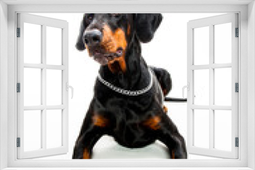 Fototapeta Naklejka Na Ścianę Okno 3D - Cute dog