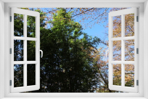 Fototapeta Naklejka Na Ścianę Okno 3D - 秋の風景　紅葉の木