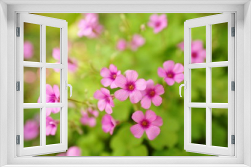 Fototapeta Naklejka Na Ścianę Okno 3D - カタバミの花