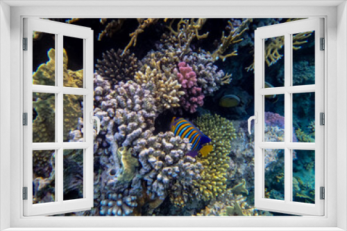 Fototapeta Naklejka Na Ścianę Okno 3D - Interesting inhabitants of the coral reef in the Red Sea