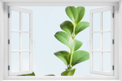 Fototapeta Naklejka Na Ścianę Okno 3D - Closeup of boxtree twig