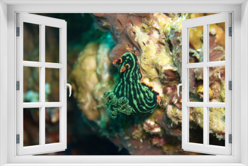 Fototapeta Naklejka Na Ścianę Okno 3D - Nudibranche vert antenne rouge
