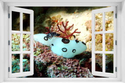 Fototapeta Naklejka Na Ścianę Okno 3D - Nudibranche blanc