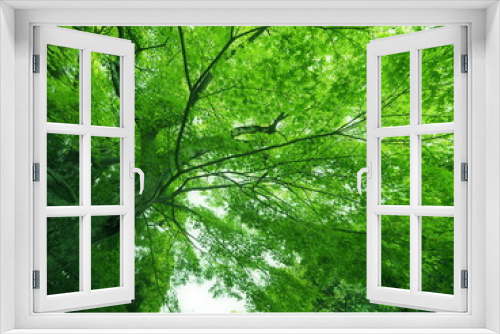 Fototapeta Naklejka Na Ścianę Okno 3D - 新緑の大樹