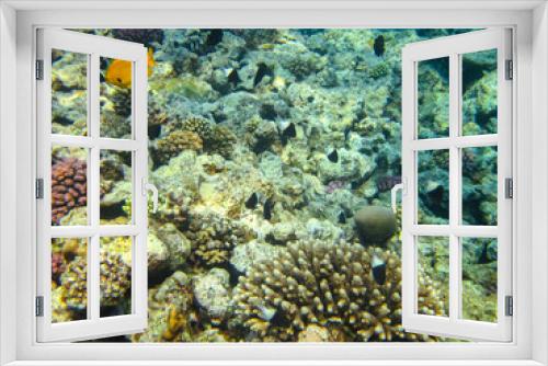 Fototapeta Naklejka Na Ścianę Okno 3D - Many colorful fishes in one coral reef of the Red Sea