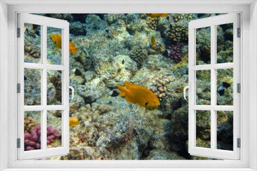 Fototapeta Naklejka Na Ścianę Okno 3D - Many colorful fishes in one coral reef of the Red Sea