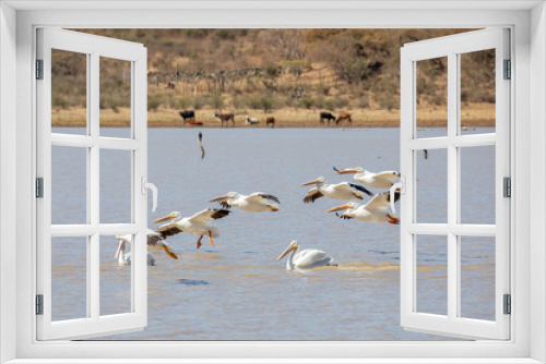 Fototapeta Naklejka Na Ścianę Okno 3D - pelicano blanco americano (Pelecanus erythrorhynchos) en tenamaxtlan jalisco