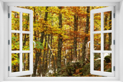 Fototapeta Naklejka Na Ścianę Okno 3D - autumn in a deep forest