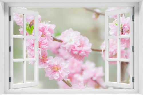 Fototapeta Naklejka Na Ścianę Okno 3D - Pink cherry blossoms in a natural orchard setting. Perfect for conveying the beauty of nature, such as floral banners, spring-themed designs, or serene background for diverse creative projects.