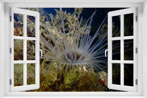 Fototapeta Naklejka Na Ścianę Okno 3D - Anemone on a coral reef. Sea anemone with spreading tentacles among corals on the seabed underwater.