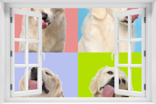 Fototapeta Naklejka Na Ścianę Okno 3D - Cute Labrador Retriever showing tongue, collection of photos on different colors backgrounds