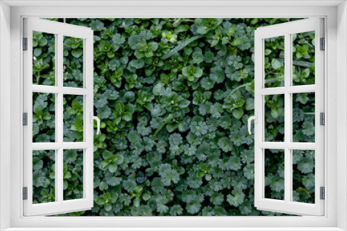 Fototapeta Naklejka Na Ścianę Okno 3D - Green leaves background. Top view. Green leaves texture. Green leaves background.