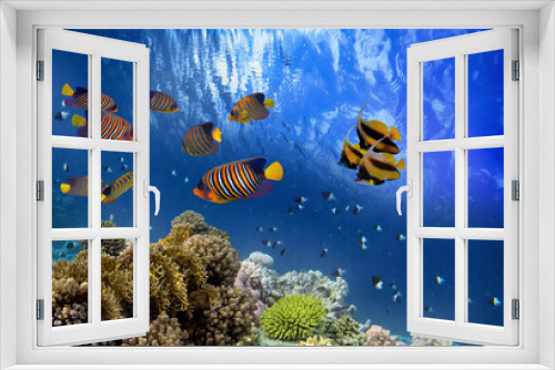 Fototapeta Naklejka Na Ścianę Okno 3D - Beautiful tropical coral reef with shoal or red coral fish, Red Sea