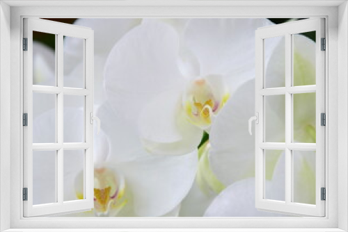 Fototapeta Naklejka Na Ścianę Okno 3D - White Orchids - Phalaenopsis