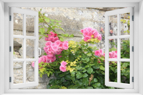 Fototapeta Naklejka Na Ścianę Okno 3D - De somptueuses roses à la campagne