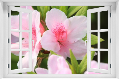 Fototapeta Naklejka Na Ścianę Okno 3D - ピンク色のツツジの花
