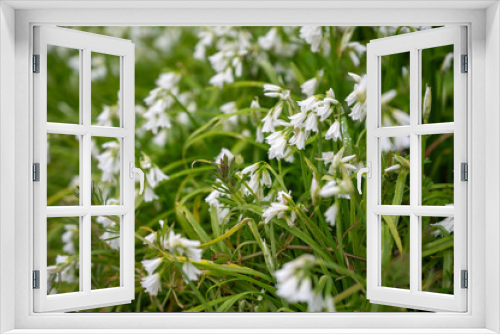 Fototapeta Naklejka Na Ścianę Okno 3D - Wildflower Three Cornered Garlic (Allium triquetrum) in Cornwall, England