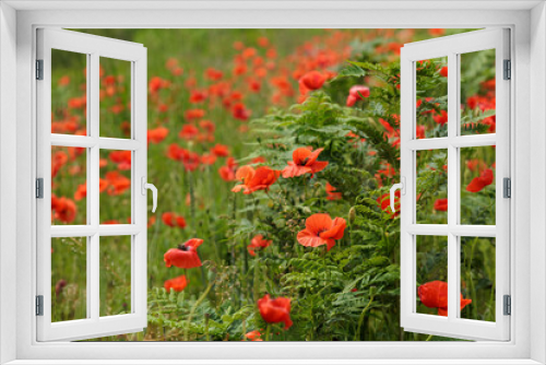 Fototapeta Naklejka Na Ścianę Okno 3D - Red poppies bloom in the meadow together with ferns