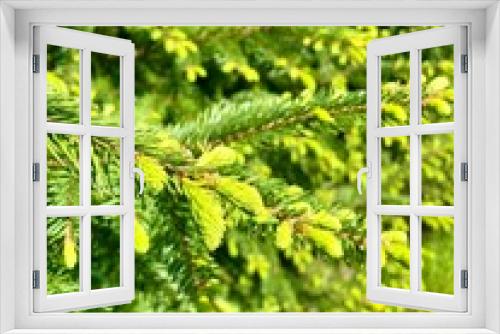 Fototapeta Naklejka Na Ścianę Okno 3D - Background from young green fir-tree branches with small needles. Evergreen fir tree grow for publication, poster, screensaver, wallpaper, postcard, banner, cover, post. High quality photography