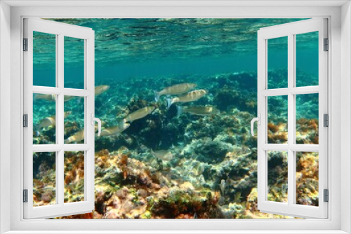 Fototapeta Naklejka Na Ścianę Okno 3D - Ocean reef and stones with wildlife, underwater photography. School of fish swimming in the shallow sea. Seascape with marine life. Rocks, animals, sea surface picture.