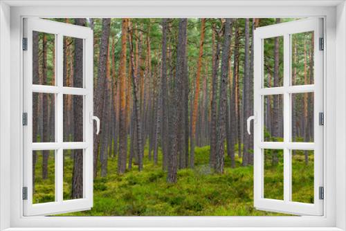 Fototapeta Naklejka Na Ścianę Okno 3D - Pine forest in Jurmala