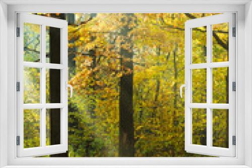 Fototapeta Naklejka Na Ścianę Okno 3D - sunlight lit lawn in autumn forest