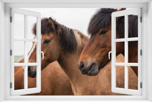 Fototapeta Naklejka Na Ścianę Okno 3D - Portrait of red horses