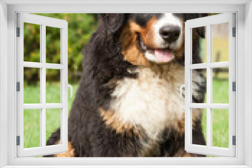 Fototapeta Naklejka Na Ścianę Okno 3D - Bernese mountain dog