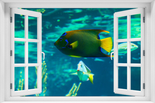 Fototapeta Naklejka Na Ścianę Okno 3D - Colorful Queen Angelfish
