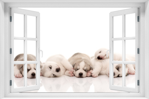 Fototapeta Naklejka Na Ścianę Okno 3D - siberian husky puppies on isolated background