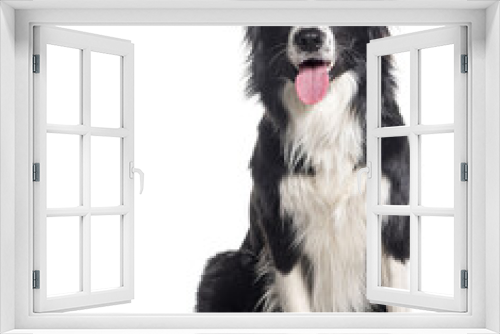 Fototapeta Naklejka Na Ścianę Okno 3D - Young Black and white Panting Border collie sitting and looking at the camera, One year old, Isolated on white