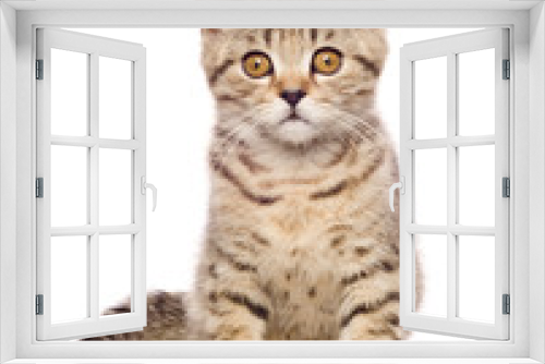 Fototapeta Naklejka Na Ścianę Okno 3D - Portrait cute kitten Scottish Straight