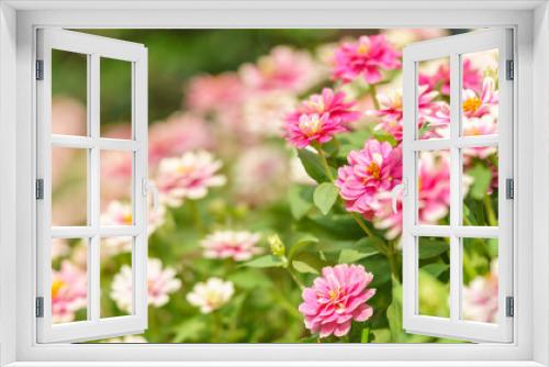 Fototapeta Naklejka Na Ścianę Okno 3D - Closeup of pink and white Zinnia flower under sunlight using as background natural green plants landscape, ecology wallpaper cover page concept.