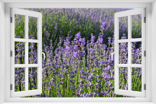 Fototapeta Naklejka Na Ścianę Okno 3D - A bee sat on a flower in a lavender field