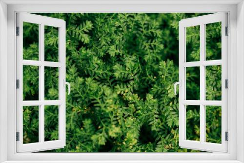 Fototapeta Naklejka Na Ścianę Okno 3D - background of green moss