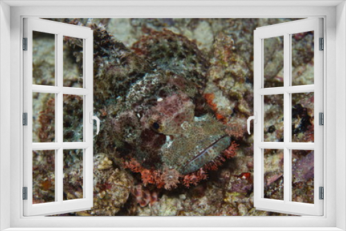 Fototapeta Naklejka Na Ścianę Okno 3D - poisson scorpion à nez jaune