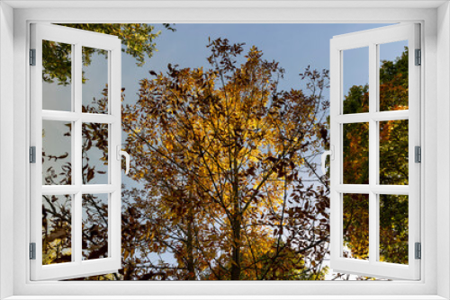 Fototapeta Naklejka Na Ścianę Okno 3D - yellowing foliage on ash trees in autumn weather