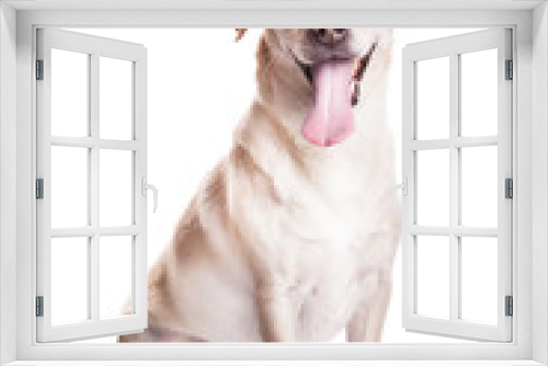 Fototapeta Naklejka Na Ścianę Okno 3D - Happy dog
