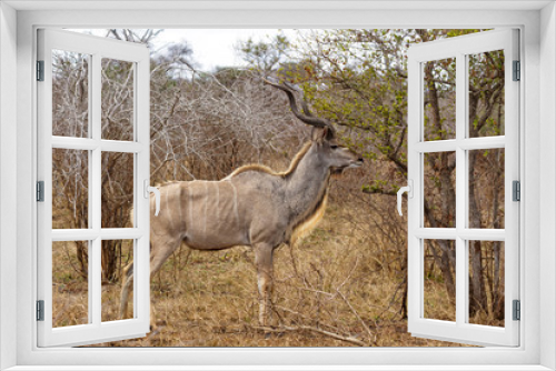 Fototapeta Naklejka Na Ścianę Okno 3D - Adult Kudu Feeding at Kruger National Park, South Africa